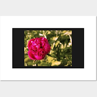 Peony blossom with raindrops, flower photography Posters and Art